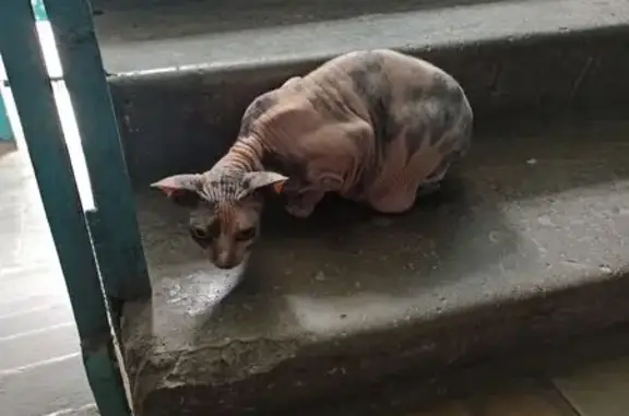 Найдена кошка, Новосибирск, фото: Найдена кошка, Район Ленинский (г Новосибирск), Фасадная, д. 15, Новосибирск — не агрессивная