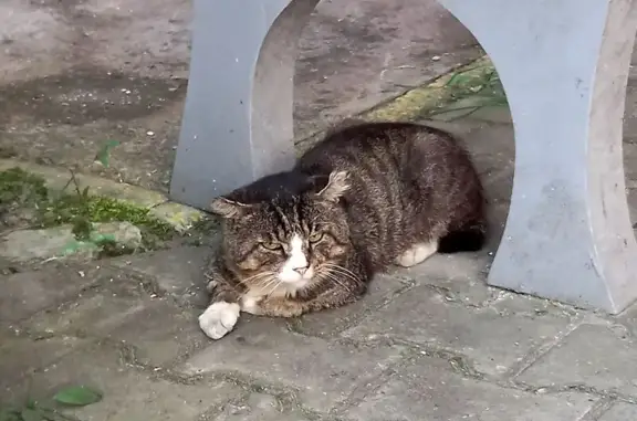 Найдена кошка, Хабаровск, фото: Найдена кошка, Хабаровск, Ленинградская, д. 6 — бывшая домашняя, с отмороженным левым ухом