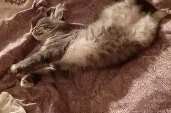 Пропала кошка, Жуковский, Молодежная, д. 32 — котёнок 1 год, очень пушистый хвост - photo