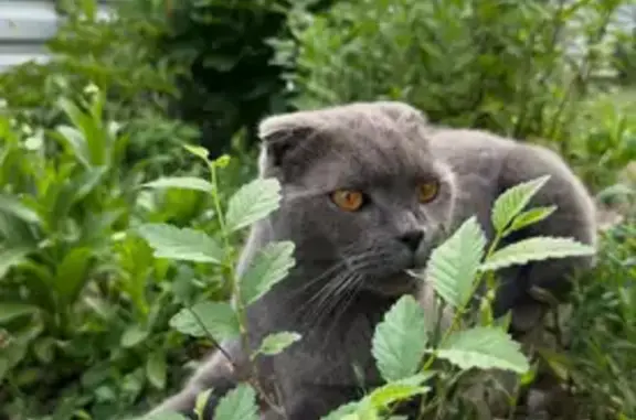Пропала кошка, Поселок Тарасовский, Вишневая, д. 6, Тарасовский — дымчатый кот, не ручной, вислоухий - photo