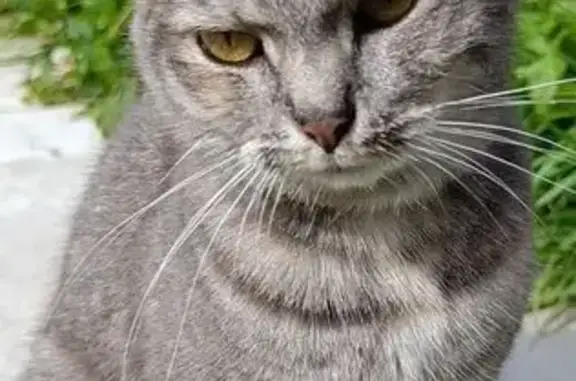 Кошка ищет дом, Деревня Келози...
