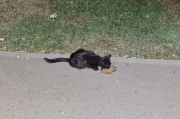 Кошка ищет дом, Майкоп, Михайл...