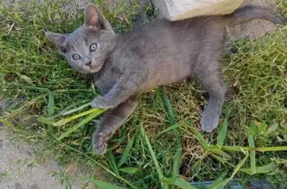 Кошка ищет дом, Воронеж — очен...