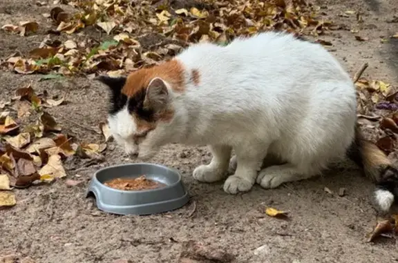 Кошка ищет дом, Народного Ополчения, Москва — ласковая, тянется к людям, возможно проблема с глазами - photo