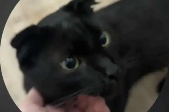 Найдена кошка, Воронеж, фото: Найдена кошка, Воронеж, 9 Января, д. 170, Воронеж — черная, очень ласковая