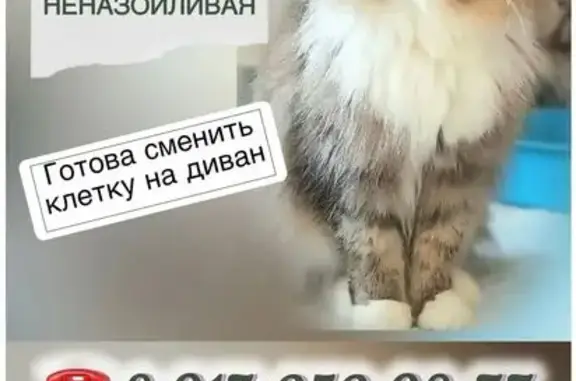 Кошка ищет дом, Абакан