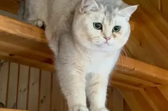 Пропала кошка, Рыбинск, Мологская, д. 70 — один глазик постоянно загрязняется - photo