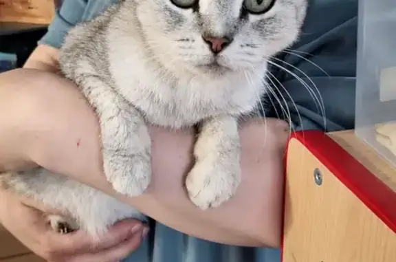 Найдена кошка, Тула, фото: Найдена кошка, р-н Зеленстрой, Тула — ласковая, ручная, похожа на породистую