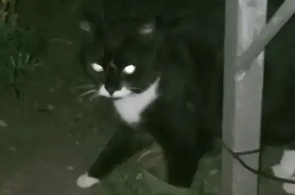 Найдена кошка, Ставрополь, фото: Найдена кошка, Краснофлотская, д. 92, Ставрополь — чёрная с белым, очень упитанная