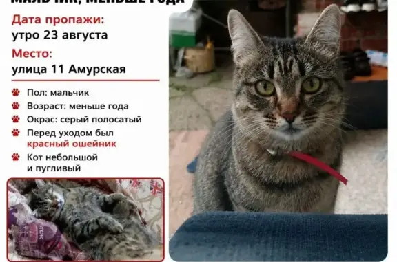 Пропала кошка, 11-я Амурская, д. 55, Омск — серо-черный полосатый котёнок - photo