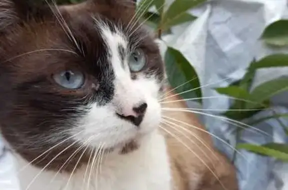 Пропала кошка, Серпухов, Подольская, д. 86/16 — не породистая, 5 лет - photo