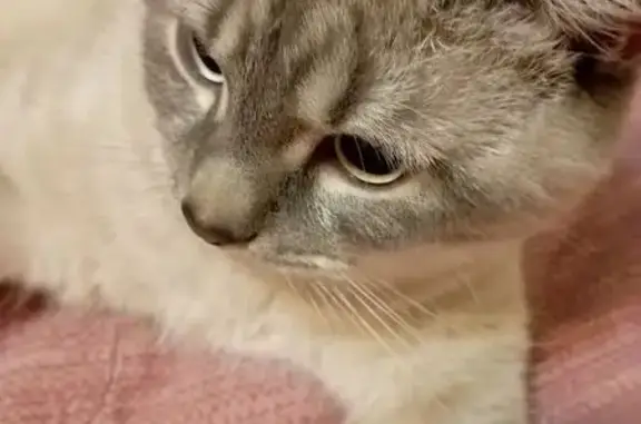 Кошки потеряшки, Кострома, фото: Потеряшка кошка, Кострома, Поселковая, д. 12, Кострома — отзывается на кличку Тимоша