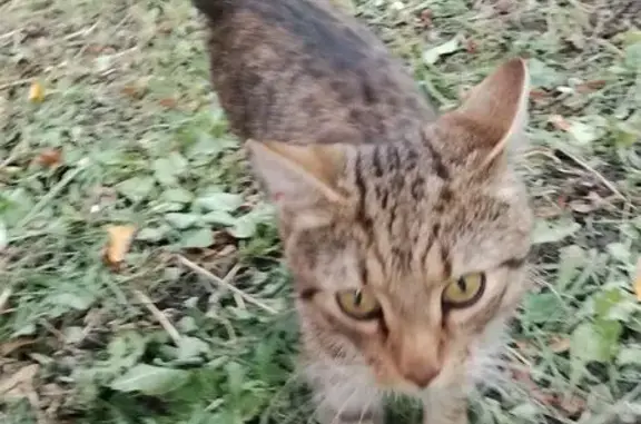 Найдена кошка, Санкт-Петербург, фото: Найдена кошка, Ленсовета, д. 45, Санкт-Петербург — полосатый хвост