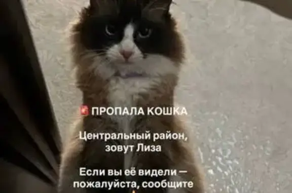 Пропала кошка, Волгоград — голубые глаза, белые носочки на трёх лапах - photo