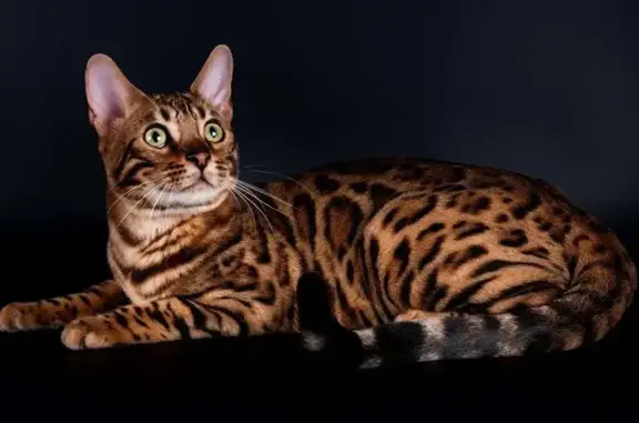 Пропала кошка, Сочи, Виноградная, д. 123/7 — ухоженная, немного пугливая - photo