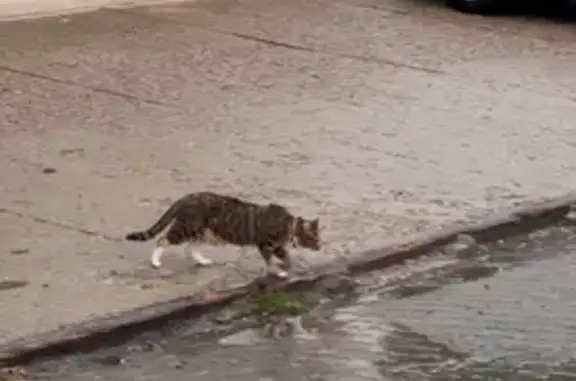 Найдена кошка, Москва, фото: Найдена кошка, Москва, Сергия Радонежского — черепаший окрас, ошейник с бубенчиком