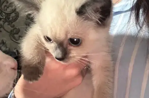 Пропала кошка, Поселок Горячеводский (г Пятигорск), Льва Толстого, Пятигорск — котенок, пугливая - photo