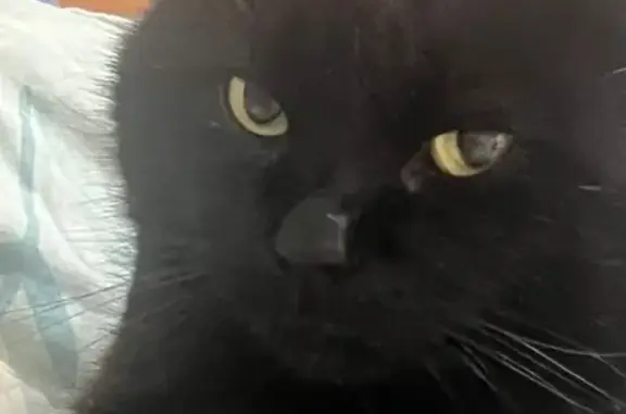Пропала кошка, Симферополь, Киммерийская — котик Тимка, 6 лет, кастрирован - photo