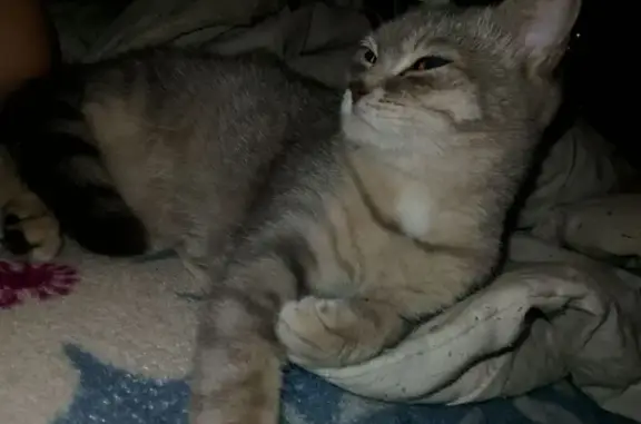 Найдена кошка, Рязань, фото: Найдена кошка, Гоголя, д. 21, Рязань — серая белая, чуть пугливая