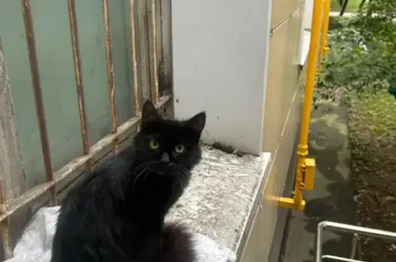 Найдена кошка или кот! Пожалуйста, максимальный репост! Чёрный окрас с зелеными глазами. Возможно чья-то потеряшка или из-за окна упала. Сидит под окнами,никуда не уходит. Адрес: Кавказский бульвар 41. К1.