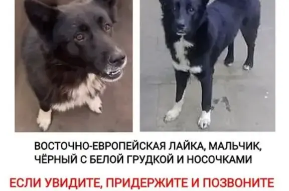 Пропала собака, Район Чертаново Южное (г Москва), Чертановская, д. 47 1, Москва — мальчик Тиша, добрый - photo