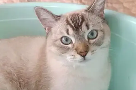 Пропала кошка, им. Энгельса, д. 32, Краснодар — молодой кастрированный кот - photo