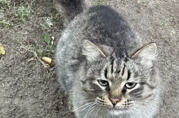 Найдена кошка, Жуковский, фото: Найдена кошка, Жуковский, Мясищева — очень ласковая, ухоженная