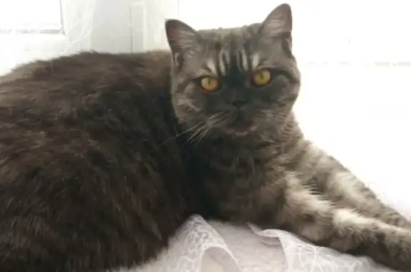 Пропала кошка, Поселок Игра, Игра — мордочка плоская, пугливая - photo