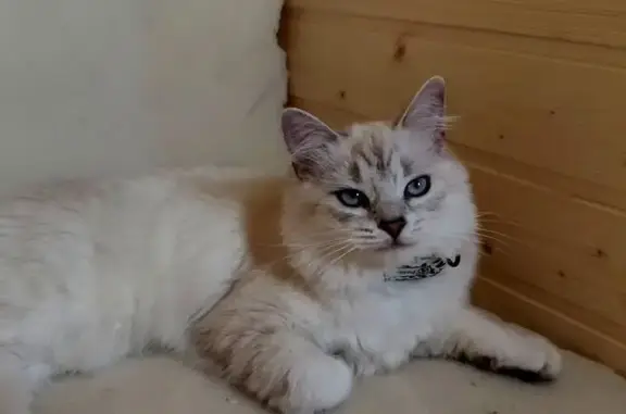 Кошки потеряшки, Новая Слобода, фото: Потеряшка кошка, СНТ Горки, Фрязино - светлый окрас и серо-голубые глаза