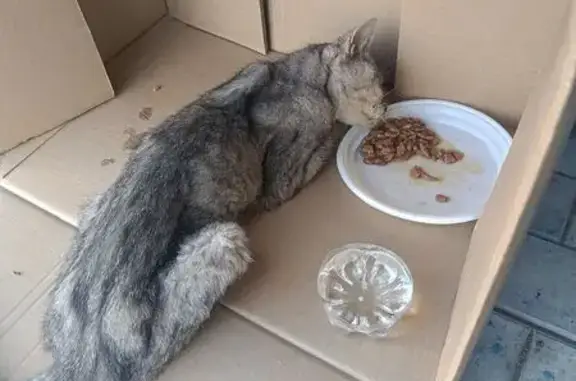 Найдена кошка, Уфа, фото: Найдена кошка, Район Октябрьский (г Уфа), Уфа — очень сильно истощена