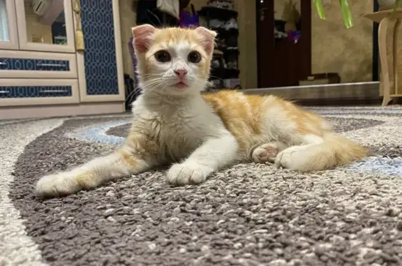 Найдена кошка, Волгоград, фото: Найдена кошка, Волгоград — котенок ищет хозяина