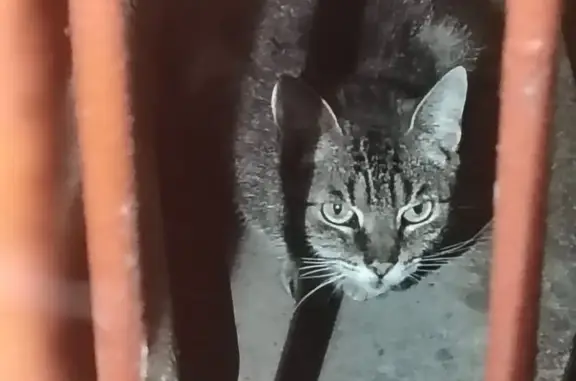 Найдена кошка, Санкт-Петербург, Наличная, д. 45 1 — серо-коричневый полосатый окрас - photo