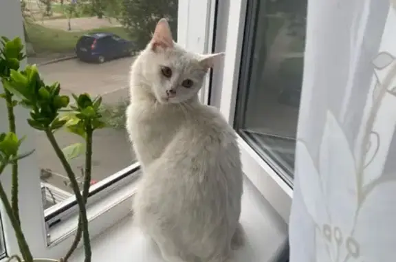 Найдена кошка, Ульяновск, фото: Найдена кошка, Ульяновск — белый окрас, пушистый хвост
