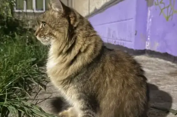 Найдена кошка, Чебоксары, фото: Найдена кошка, Чебоксары, Гражданская — очень ласковая, предположительно девочка