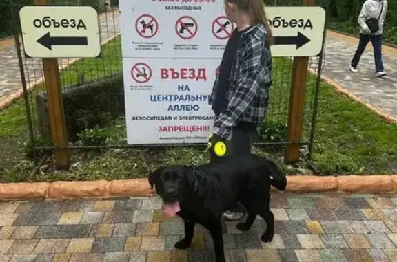 Пропала собака, бульвар Зелёная Роща, Ставрополь - чёрная окрас, любит прыгать на людей - photo