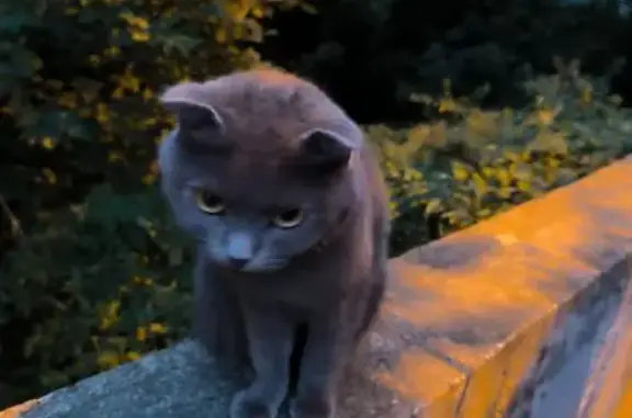 Найдена кошка, Казань, фото: Найдена кошка, Район Кировский (г Казань), Слободская, д. 23, Казань — серо-дымчатая, очень ласковая