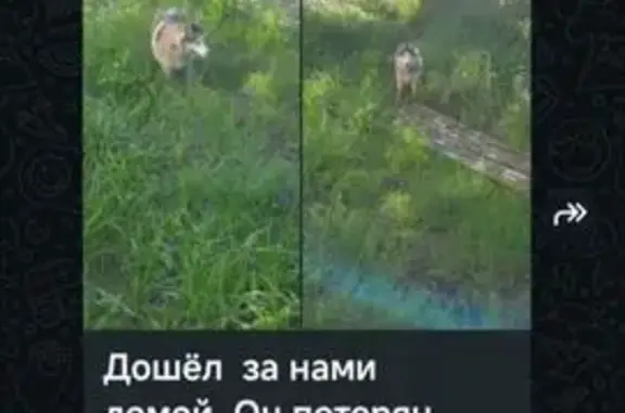 Собаки потеряшки, , фото: Потеряшка собака, Территория снт Маяк (Беляевский мох), д. 602 — хаски, чипирована, голубые глаза