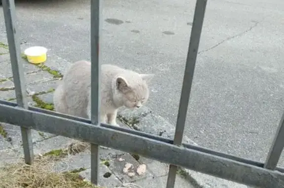 Найдена кошка, Калининград, Ясная, д. 17 — больше месяца живёт возле дома - photo