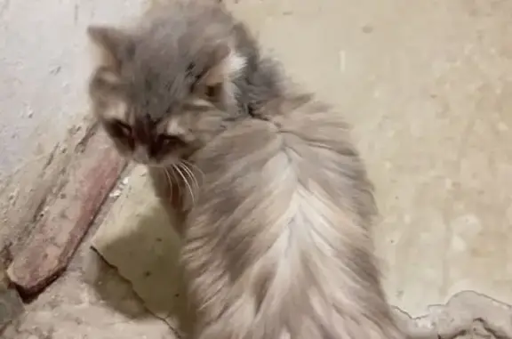 Найдена кошка, Тюмень, фото: Найдена кошка, Тюмень, Костромская, д. 9 — тощая, очень послушная