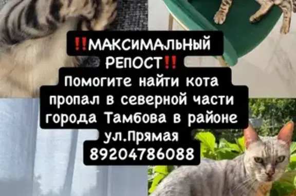 Пропала кошка, Прямая, д. 40, Тамбов — бенгальский кот серебристого окраса - photo