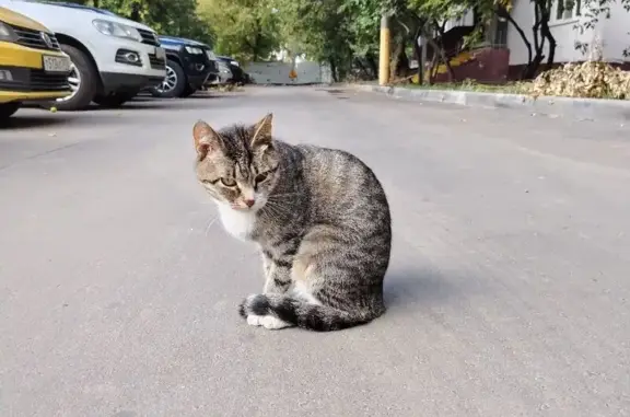 Найдена кошка, Москва, фото: Найдена кошка, Москва, Коровинское, д. 29 корп.1 — молодая, серый полосатый окрас с белой грудкой