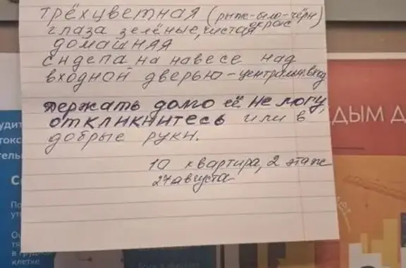 Найдена кошка, Королёв, фото: Найдена кошка, 50-летия ВЛКСМ, д. 4А, Королёв — трехцветная, домашняя