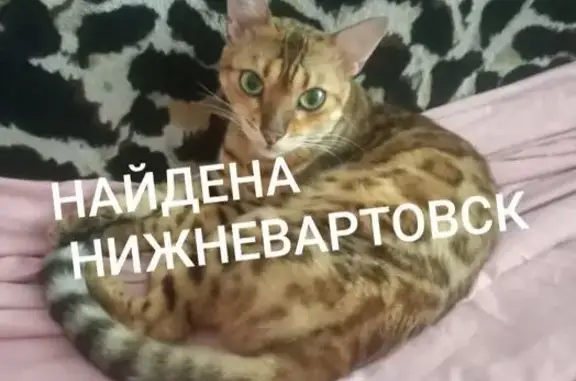 Найдена кошка, Нижневартовск, фото: Найдена кошка, Мусы Джалиля, д. 2/2, Нижневартовск — бенгальская, худая