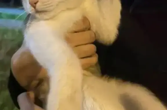 Найдена кошка, Тюмень, фото: Найдена кошка, Тюмень, Верхнетарманская, д. 1 — очень ласковая