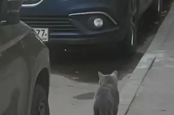 Найденные животные Москва, фото: Найдена кошка, Москва — британец