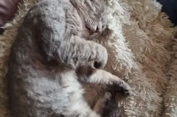 Кошки потеряшки, Калинино, фото: Потеряшка кошка, Село Калинино, Солнечная, д. 45, Калинино — светло-серый окрас, сломана 2-я фаланга хвоста