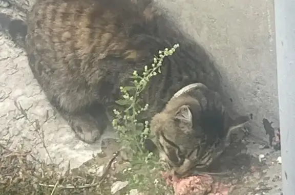 Найдена кошка, Новосибирск, фото: Найдена кошка, Район Кировский (г Новосибирск), Северный, д. 3, Новосибирск — с ошейником, просила еды