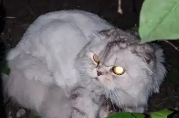Найдена кошка, Казань, фото: Найдена кошка, Казань — светлая, немного серая, очень пушистый хвост
