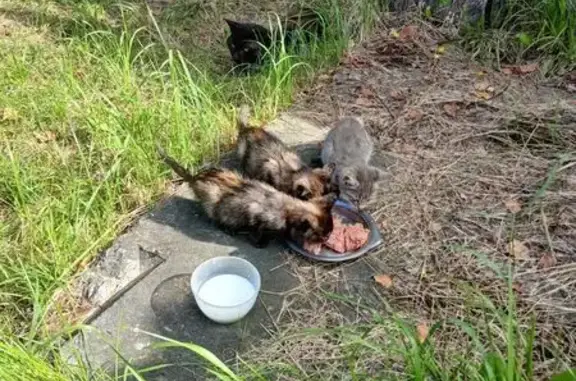 Кошка ищет дом, поселок Резинотехника, Ярославль — родила 4 котят - photo