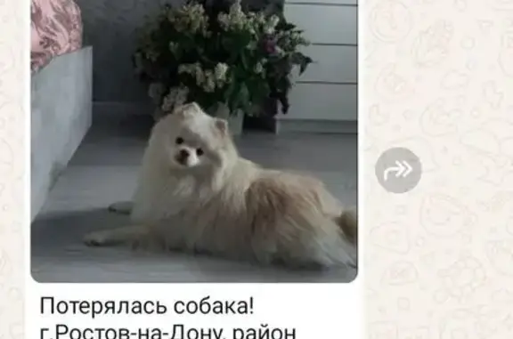 Пропала собака, Ростов-на-Дону — белая, кличка ЮКА - photo